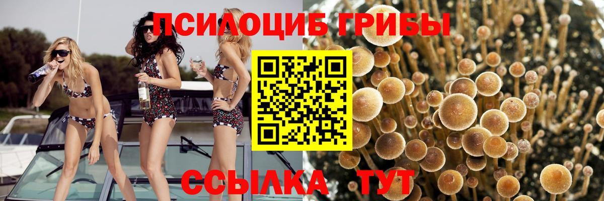 Псилоцибиновые грибы Cubensis Чусовой